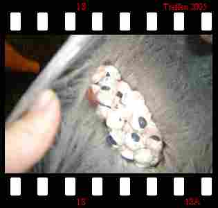 Klicken zum vergr&ouml;&szlig;ern